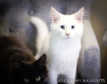 Verona z Krainy Asgardu*PL - biała kotka norweksa leśna