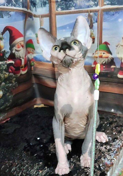 Канадський сфінкс хлопчик Леон