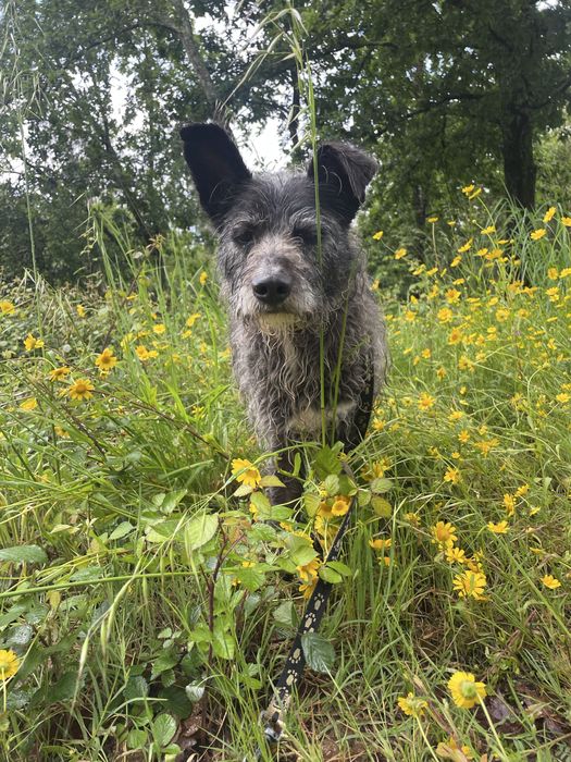 Cão tranquilo meigo