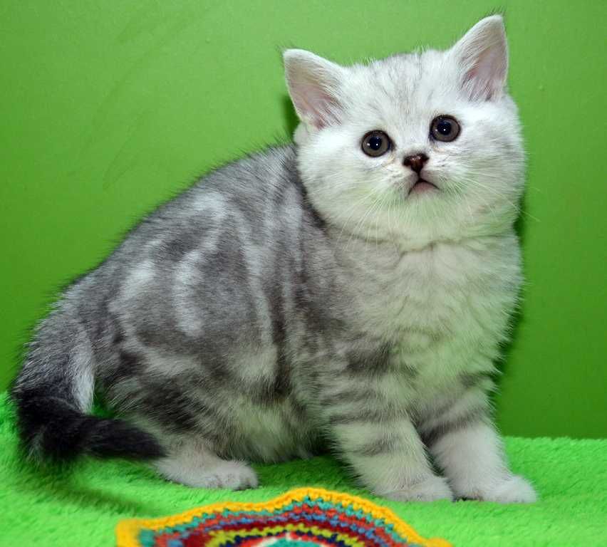 Котята шотландские прямоушки