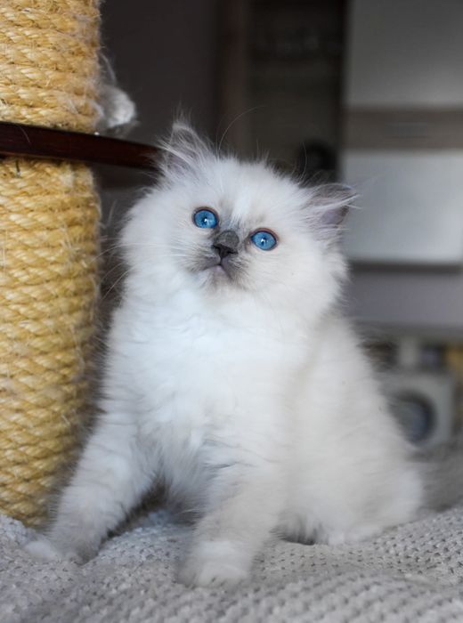 Urocza koteczka ragdoll