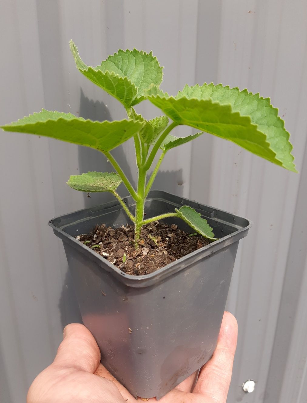 3 szt Drzewka tlenowe paulownia omszana