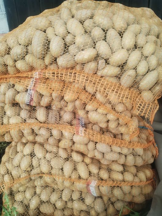 Ziemniaki Queen Anna 20- 40