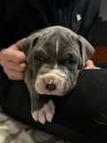 Piesek American Staffordshire Terrieren