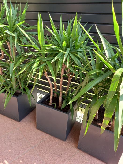 Yucca Juka Palma 150cm
