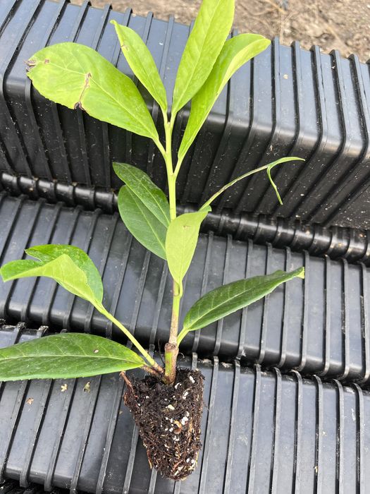 LUROWIŚNIA novita caucasica etna van ness rutondifolia sadzonki