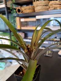 Neoregelia pendula rośliny epifityczne do terrarium/wiwarium/paludariu