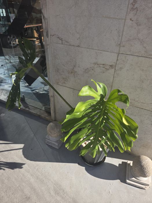 Plantas Naturais
