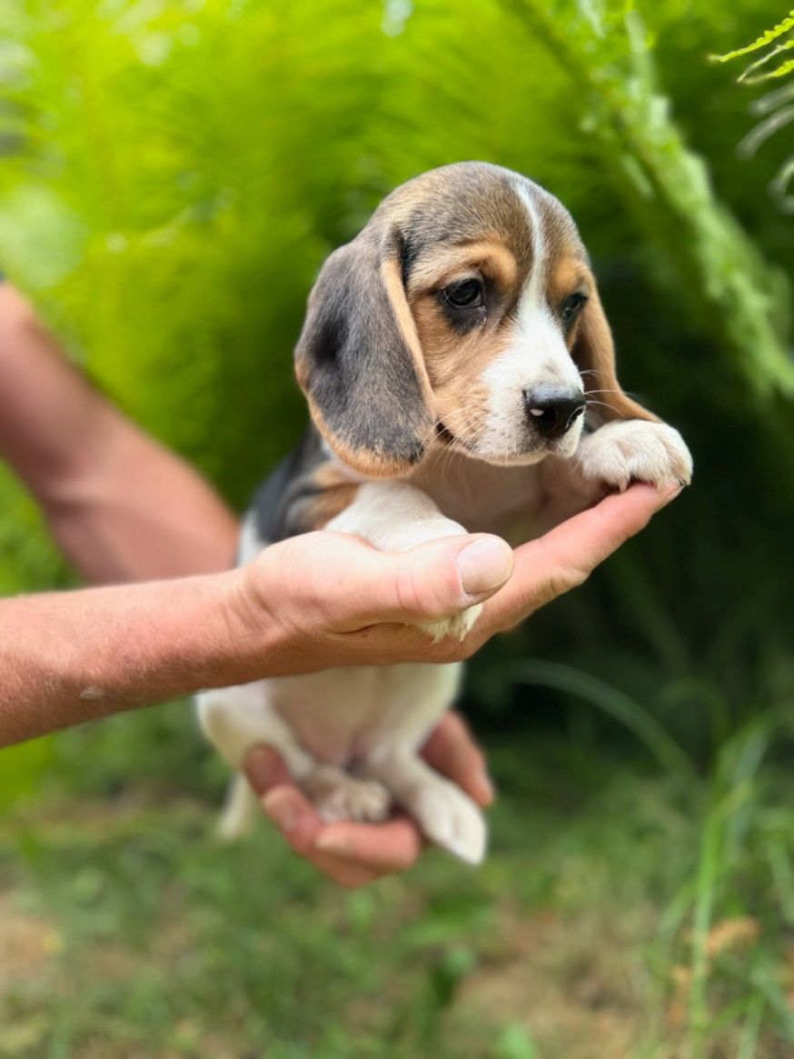 Cudowna Beagle sunia z rodowodem wielopokoleniowym