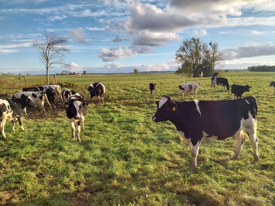 Jałówki hodowlane HF.