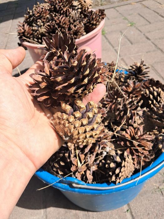 Шишки сосновые ведро,два