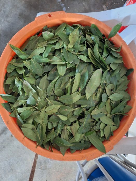 Vendo folhas de louro a granel