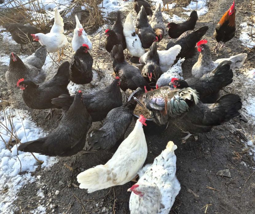 Jaja lęgowe, duże rasy na jednym wybiegu