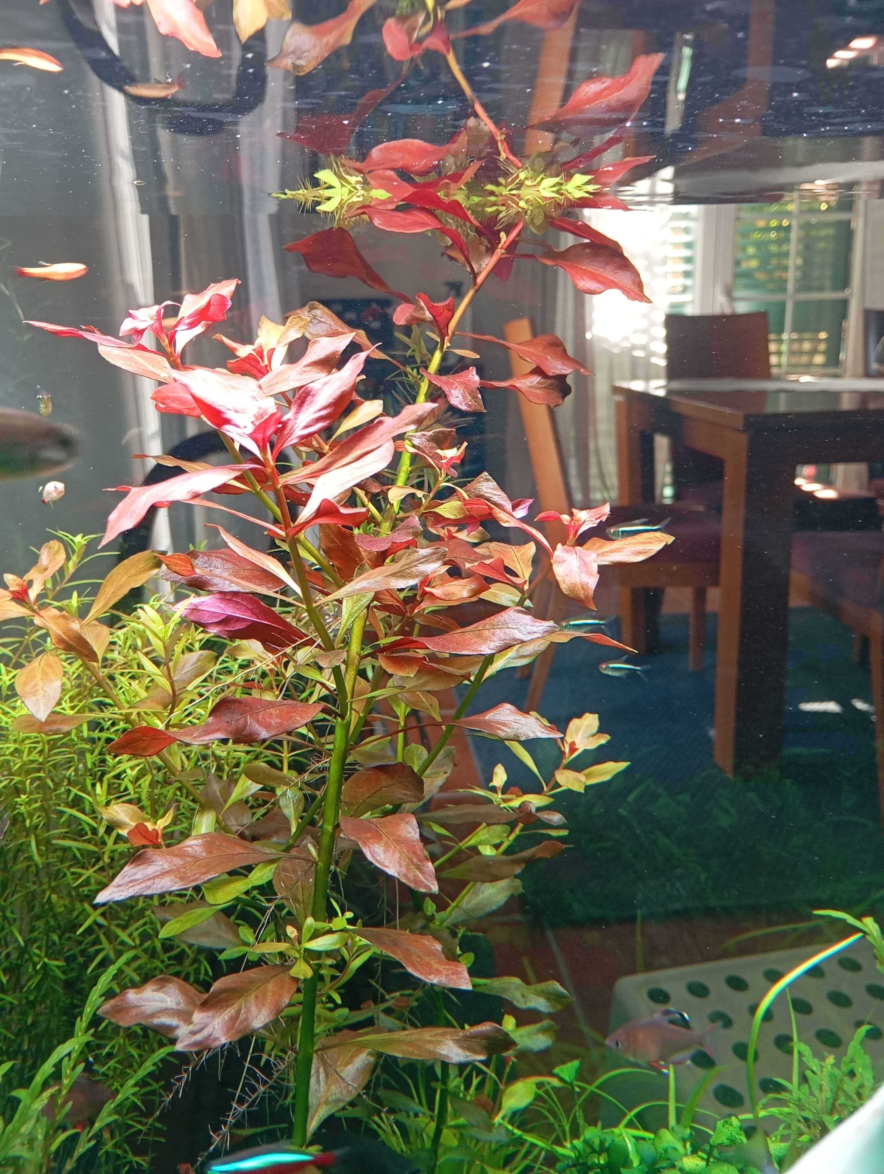 Plantas Aquario Pack