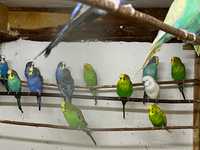 Papugi papużki faliste