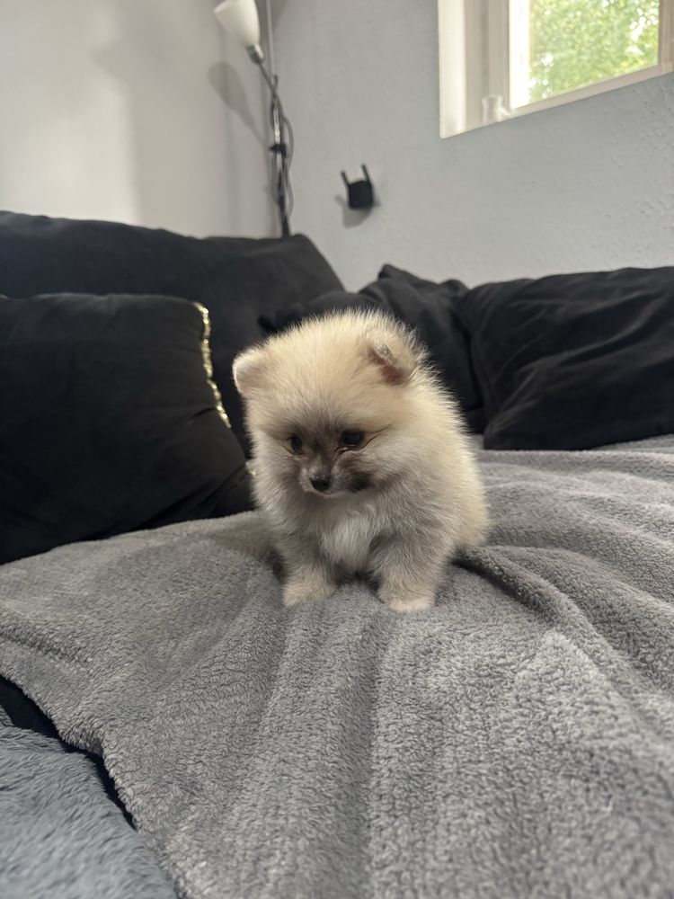Pomeranian szpic miniaturowy