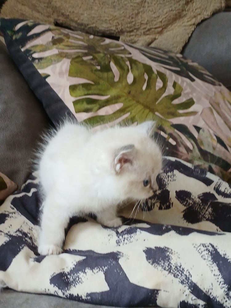 Ragdoll śliczna kotka