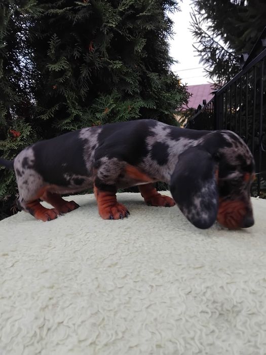Suczka jamnik miniaturowy merle