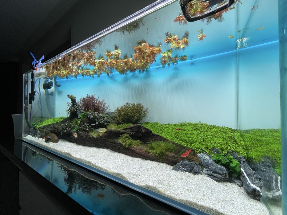 Plantas flutuantes Phyllanthus Fluitans