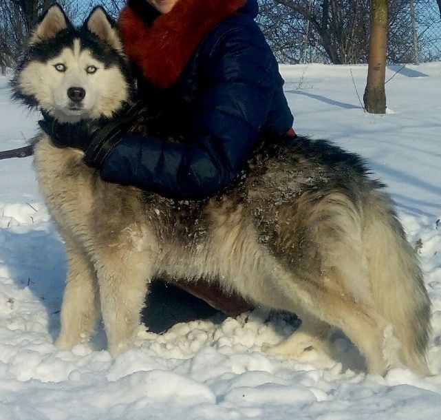 Дуже красива хаска Діксі шукає нову родину