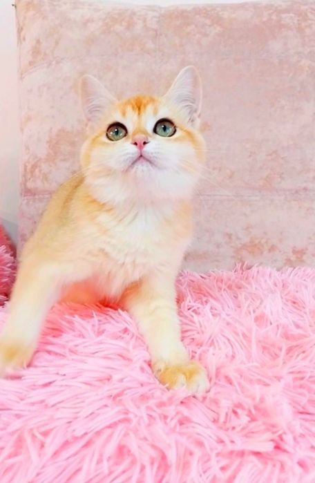 Чарівна крихітка Зеленоока Шотландочка