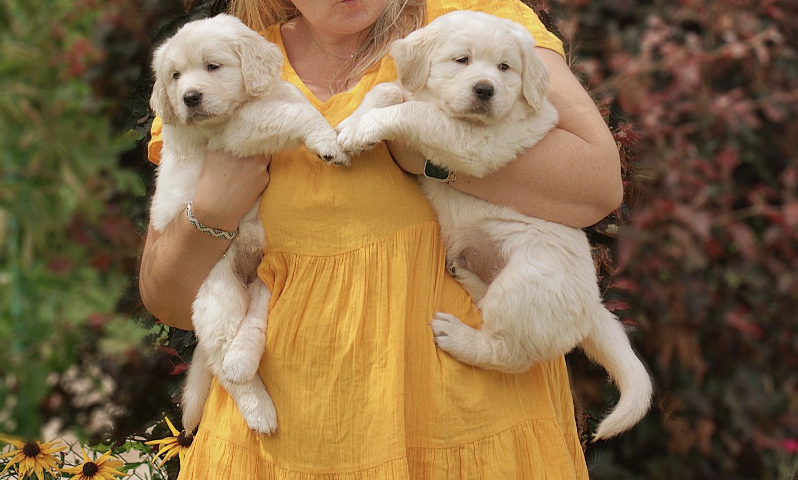 Golden retriever suczka ZkwP/FCI