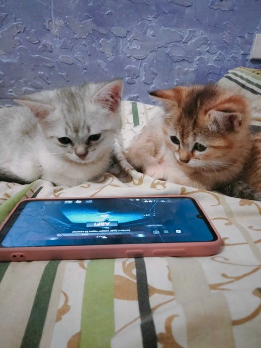 Британські шиншилки