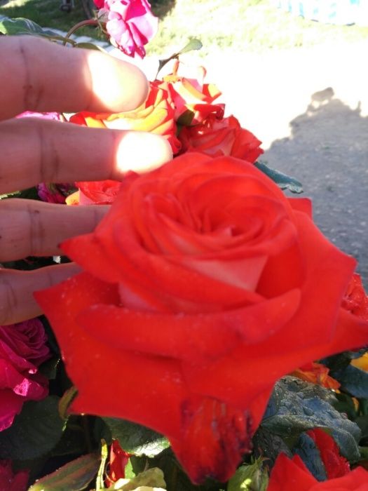 Продаю саженцы роз, кусты роз чаиногибридные ,спрей ,вьющиися