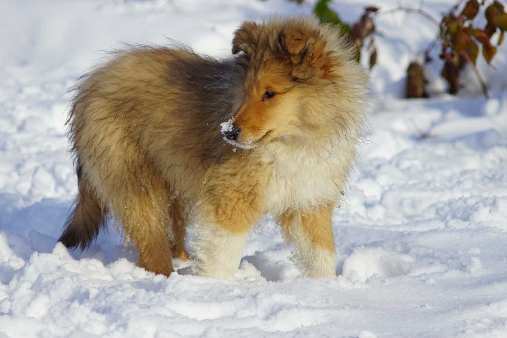 Owczarek Szkocki Długowłosy Collie Suczka