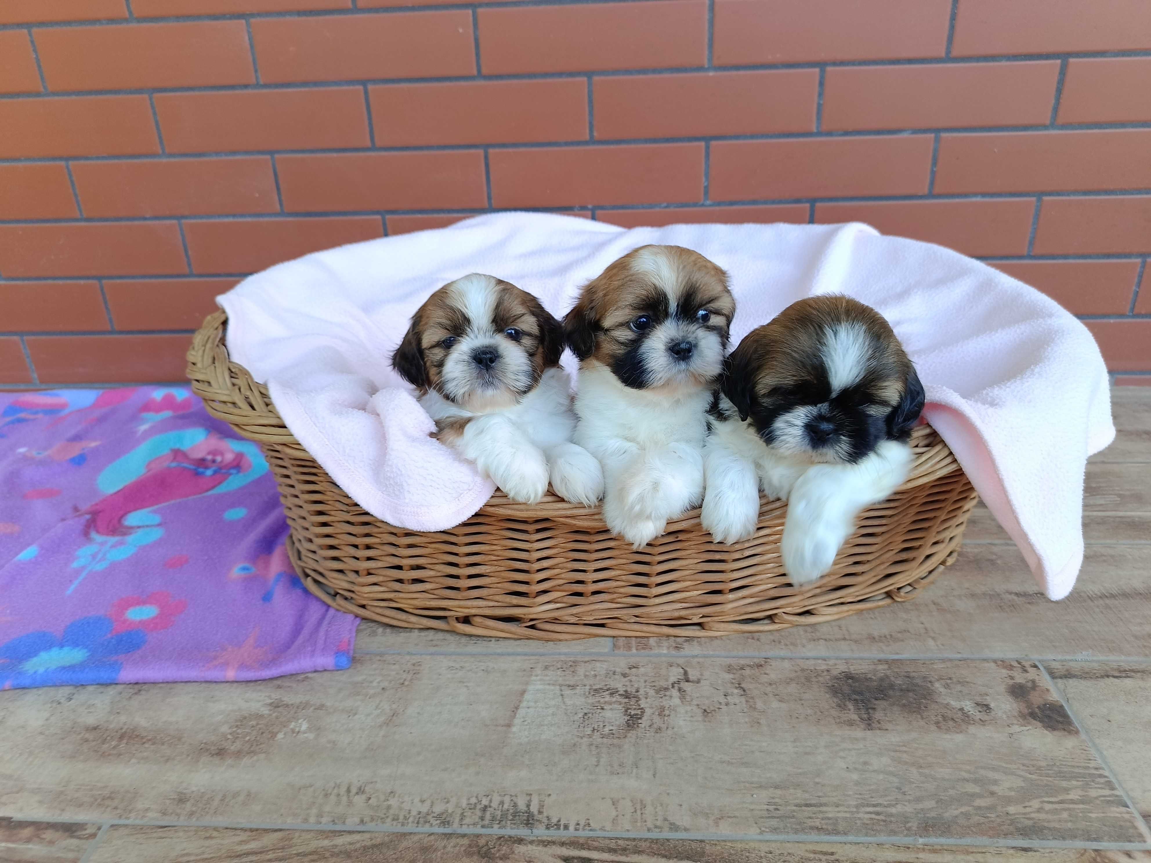Shih Tzu piesek okolice Krakowa i Bochni