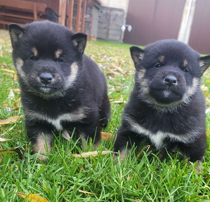Shiba inu z metryka Fci
