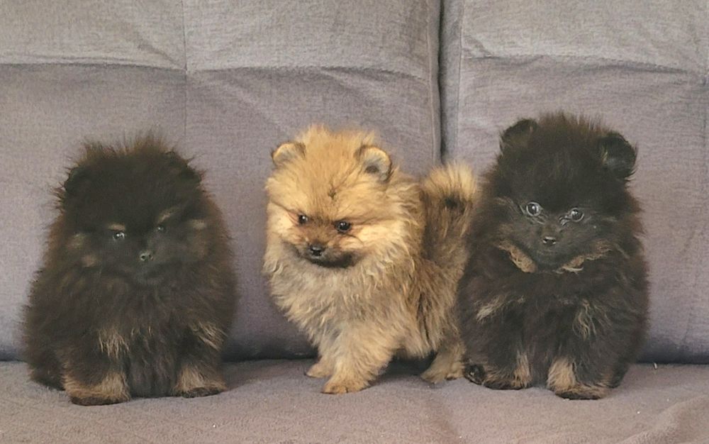 Szpic miniaturowy-chłopiec I dziewczynka