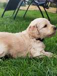 Goldendoodle F1, przepiekny