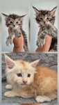 Koty Maine Coon Mco do rezerwacji