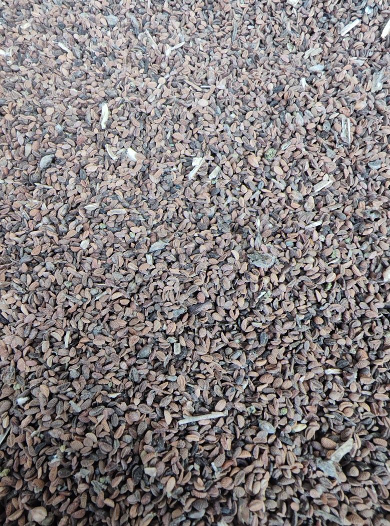 Facelia błękitna, poplon