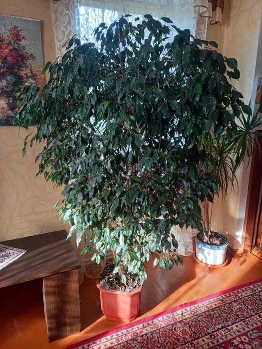 Фікус 1,7 метра з вазоном (горшком)