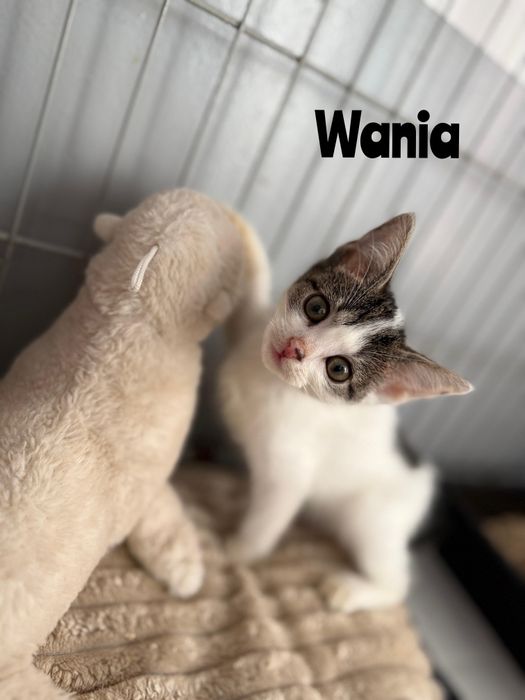 Tolik, Wania i Ivanka - małe kotki do adopcji