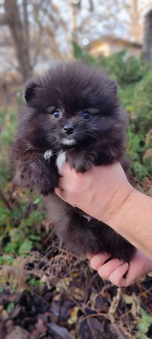 Маленькі пухнастики