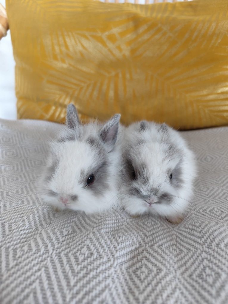 Coelhos  mini Toy holandês