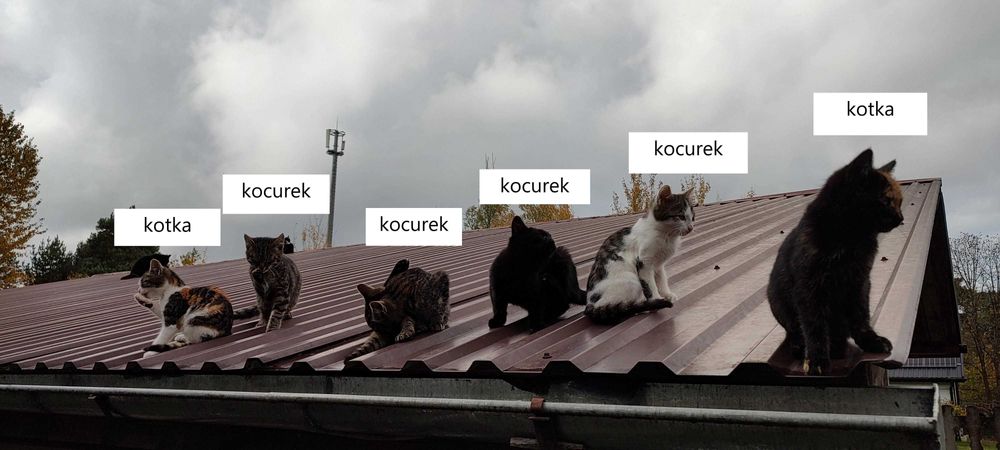 Kotki szukają domu