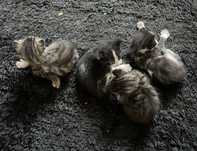 DOAÇÃO GATOS 2 Machos e 2 Femeas (1 MACHO RESERVADO)