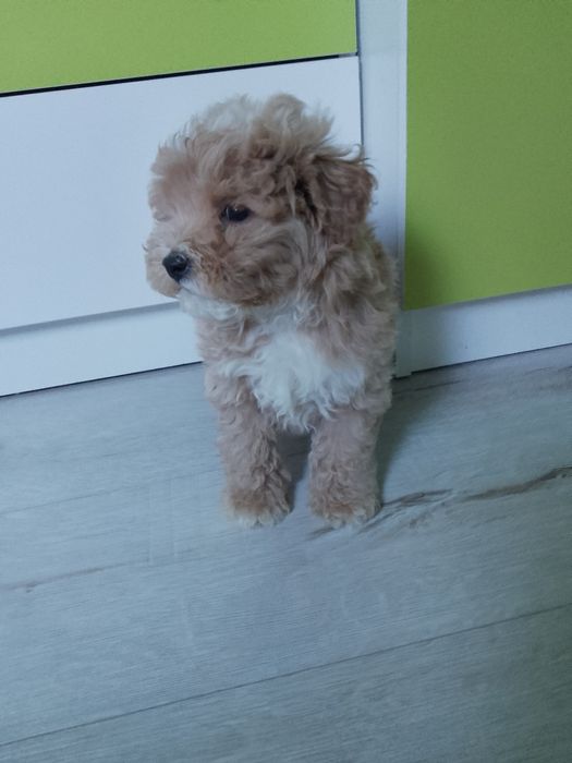 Maltipoo  Piesek!!!