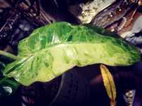 Philodendron Paraiso Verde ALBO Variegata UNIKAT NOWY LIŚĆ ! monstera