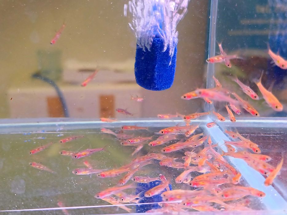 Razbora Borneańska Brigittae