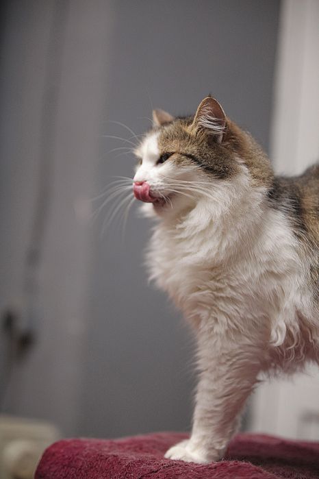 Шикарная пушистая кошечка Аля из приюта бесплатно