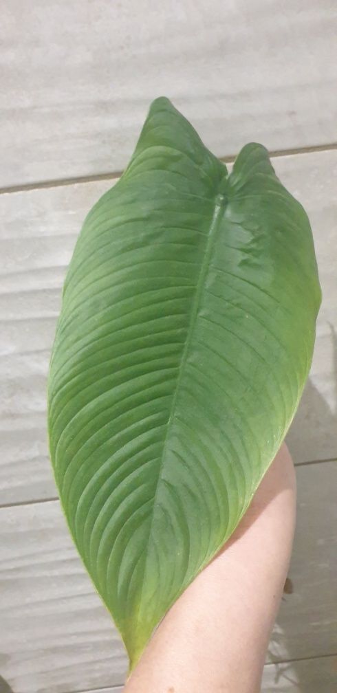 Philodendron Tenue