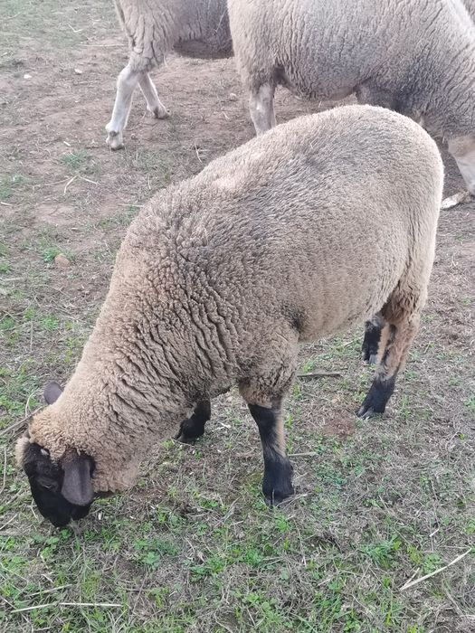 Borrego filho de Sulffox