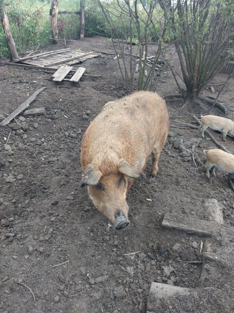 Угорський мангал 2 роки