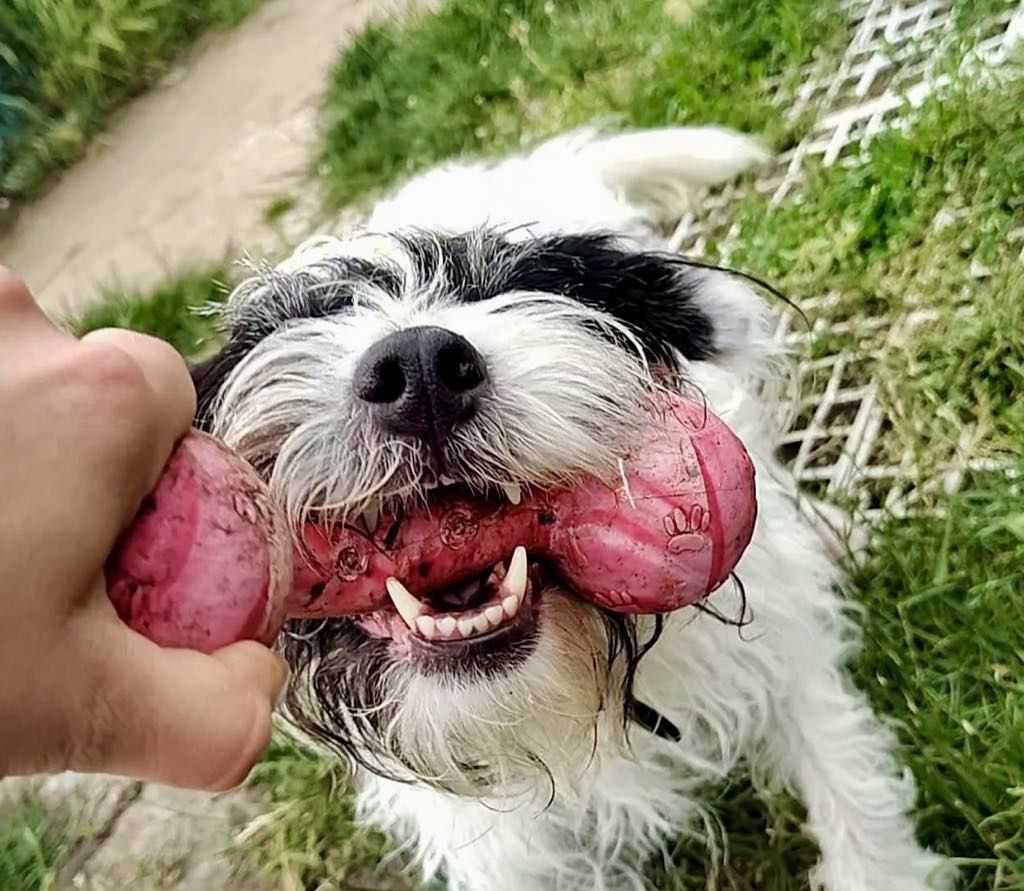 Neska Parson terrier do adopcji!