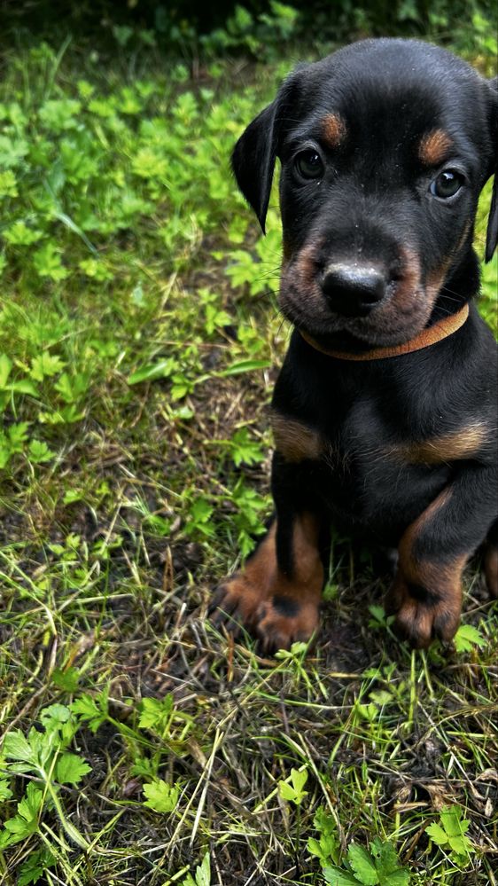 Doberman szczeniak